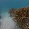 Coral Reef Restoration with USFWS