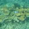 Elkhorn Coral Reef Study