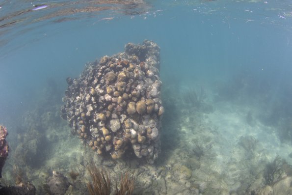 Large toppled colony of Orbicella annularis
