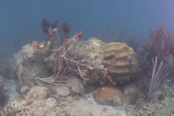 Evidence of damage to corals from the hurricanes