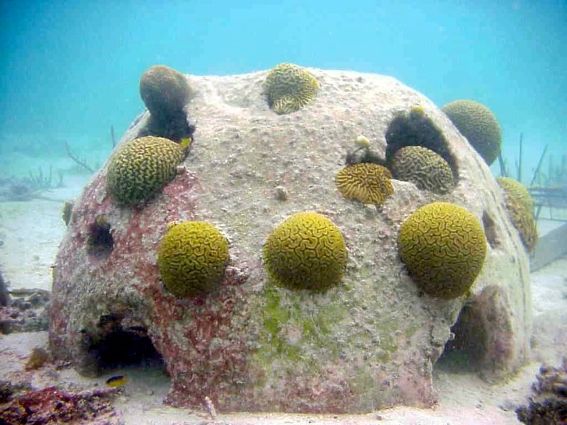 Coral Restoration Techniques