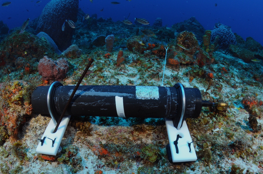 Groupers in Puerto Rico and USVI