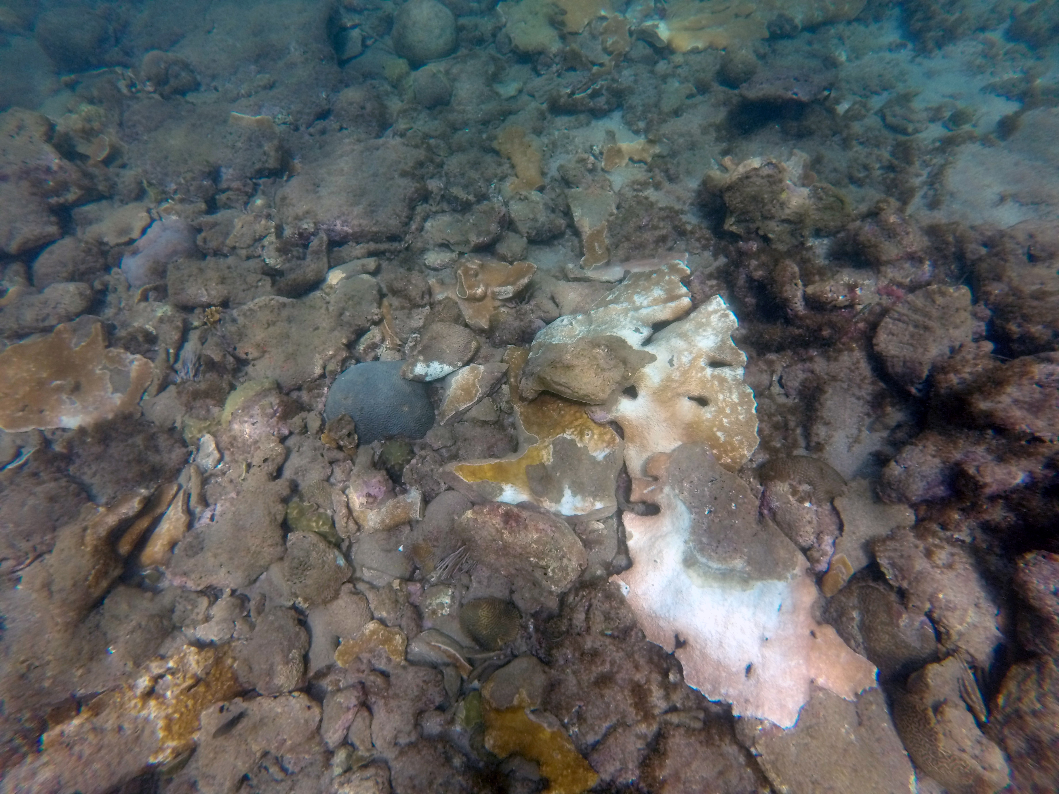 Hurricane Irma & Maria Response