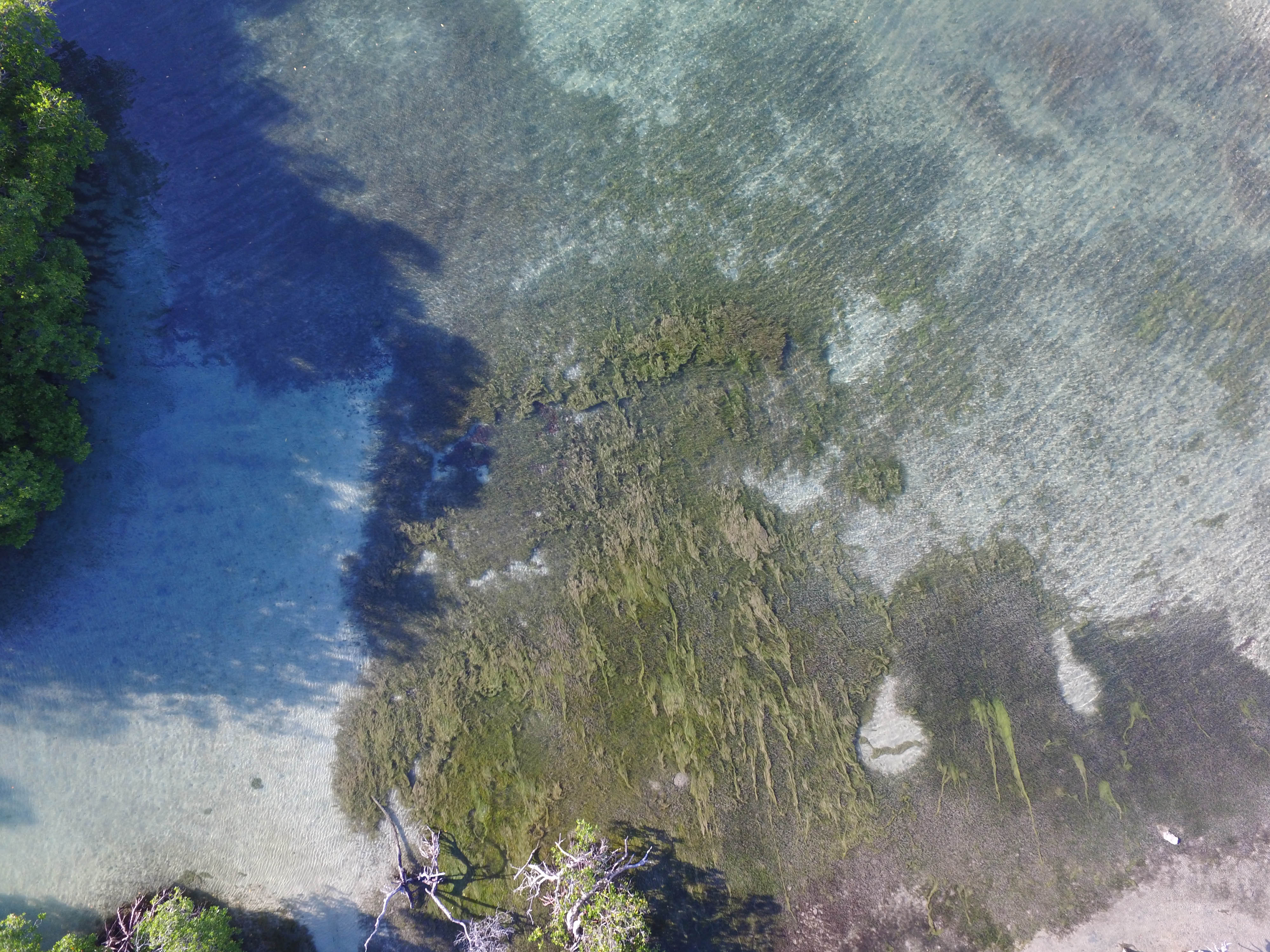 Macroalgal Blooms in Seagrasses