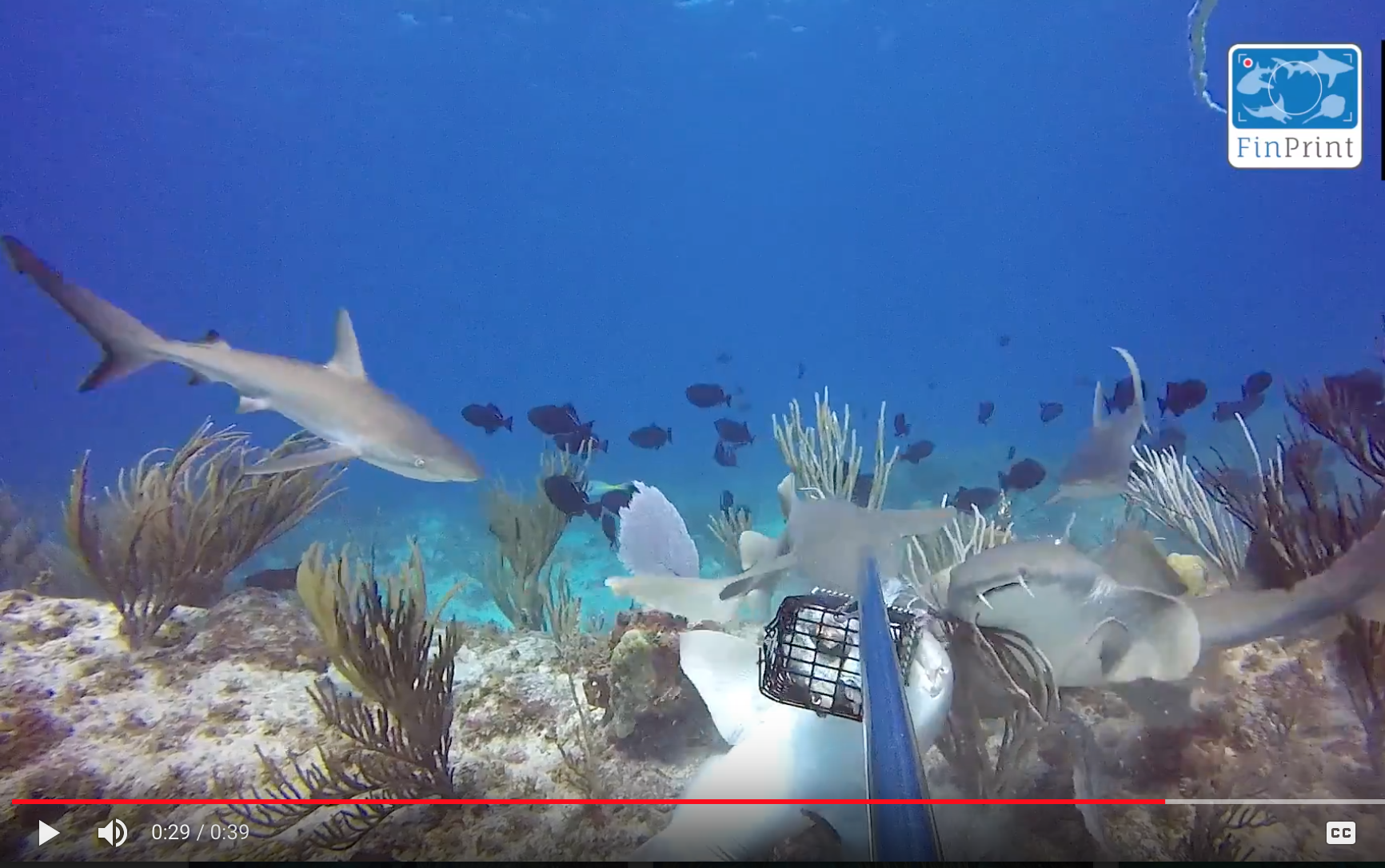 Reef Sharks Conservation