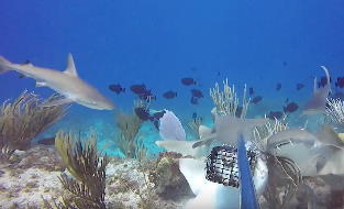 Reef Sharks Conservation