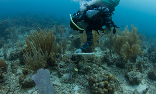 Coral Nurseries